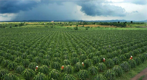 Vườn thanh long ở Bình Thuận